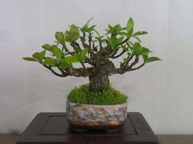 微型小品盆景怎么翻盆换土的方法