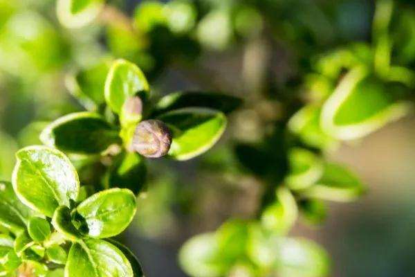 冬青盆景怎么修剪的注意事项