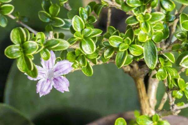 修剪碎叶冬青盆景的最好时间是什么