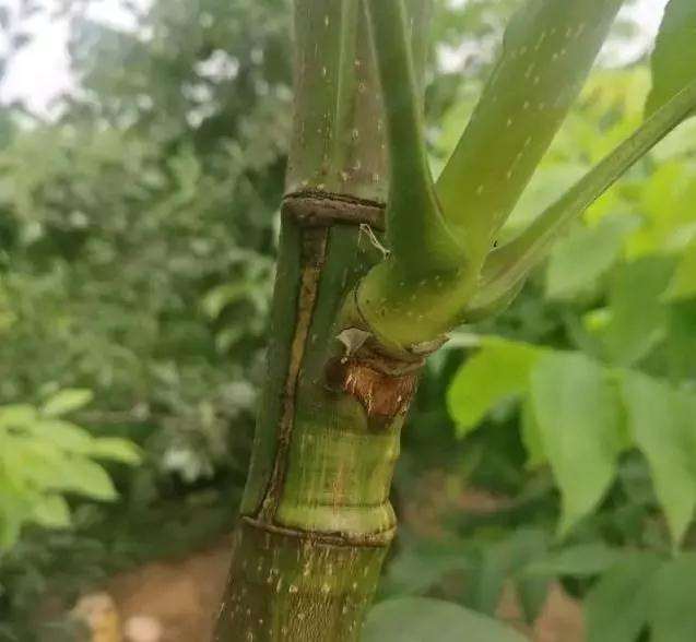 秋季砧木盆景怎么嫁接的方法