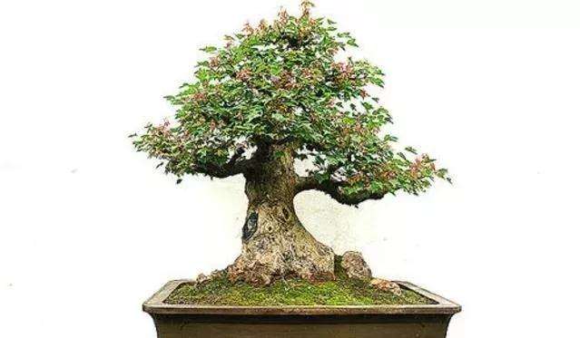 三角枫盆景为什么枝繁叶绿耐修剪