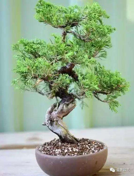 真柏小品盆景的改作训练