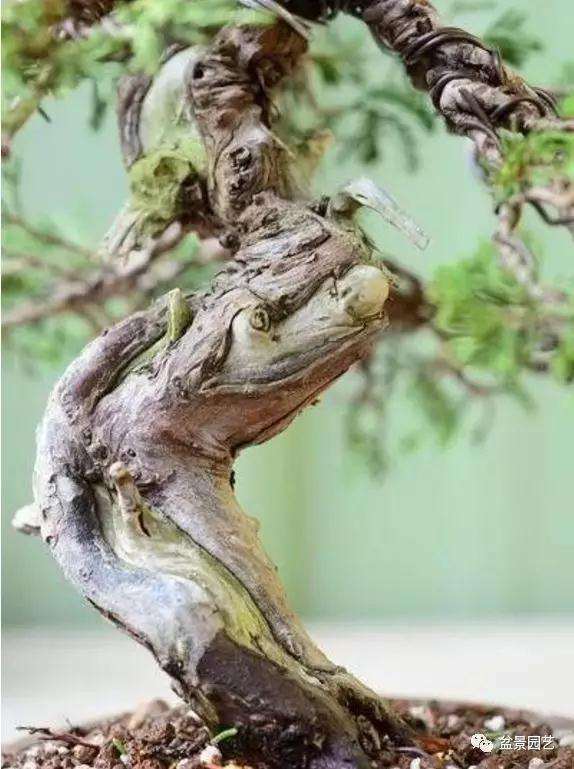 真柏小品盆景的改作训练