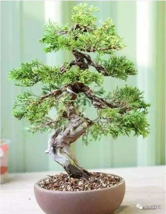真柏小品盆景的改作训练