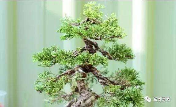 真柏小品盆景的改作训练
