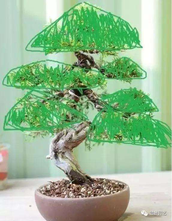 真柏小品盆景的改作训练