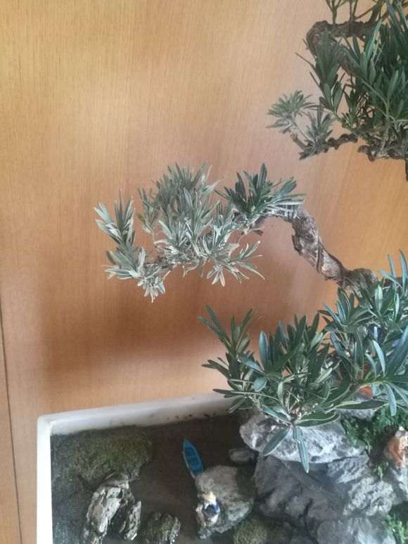 罗汉松盆景枝叶不断干枯什么问题