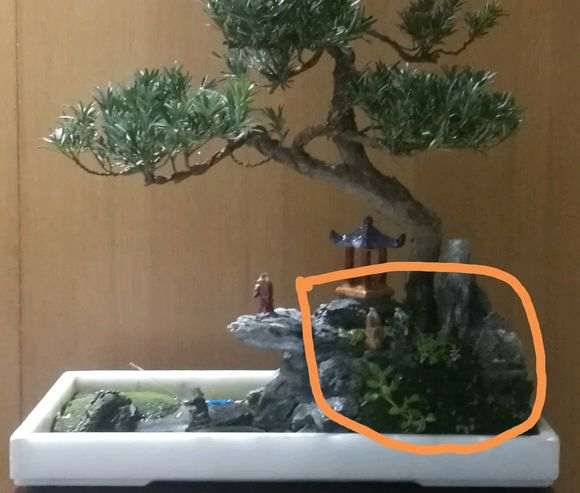 罗汉松盆景枝叶不断干枯什么问题