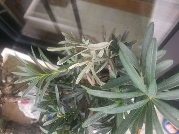 罗汉松盆景枝叶不断干枯什么问题