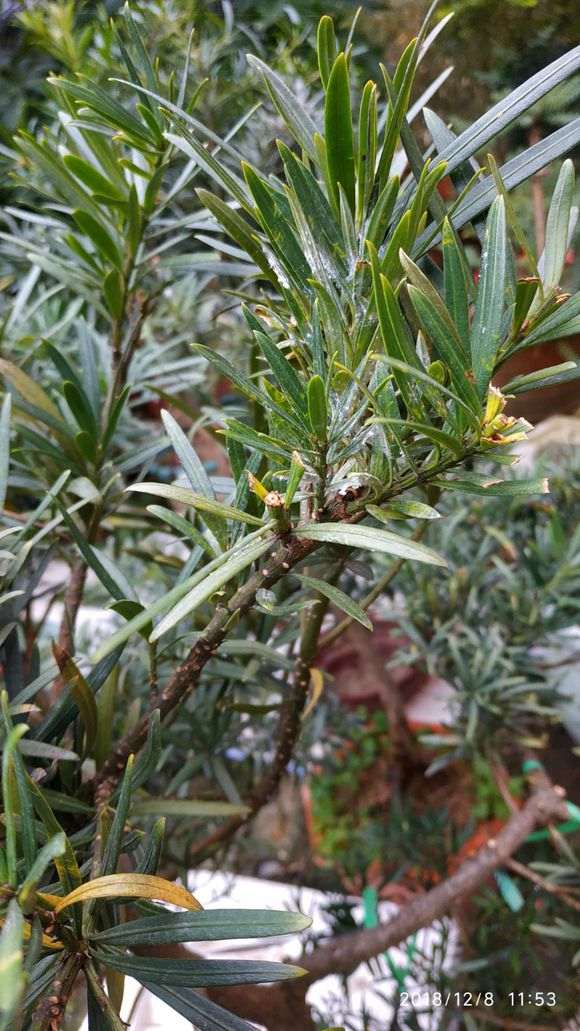 罗汉松盆景怎么了 用什么药可以治