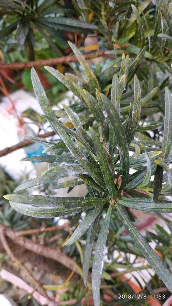 罗汉松盆景怎么了 用什么药可以治