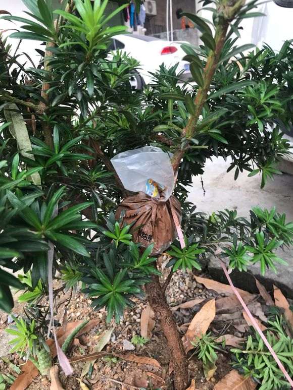 怎么高压繁殖罗汉松盆景的方法