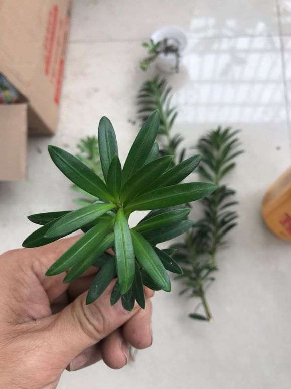 怎么高压繁殖罗汉松盆景的方法