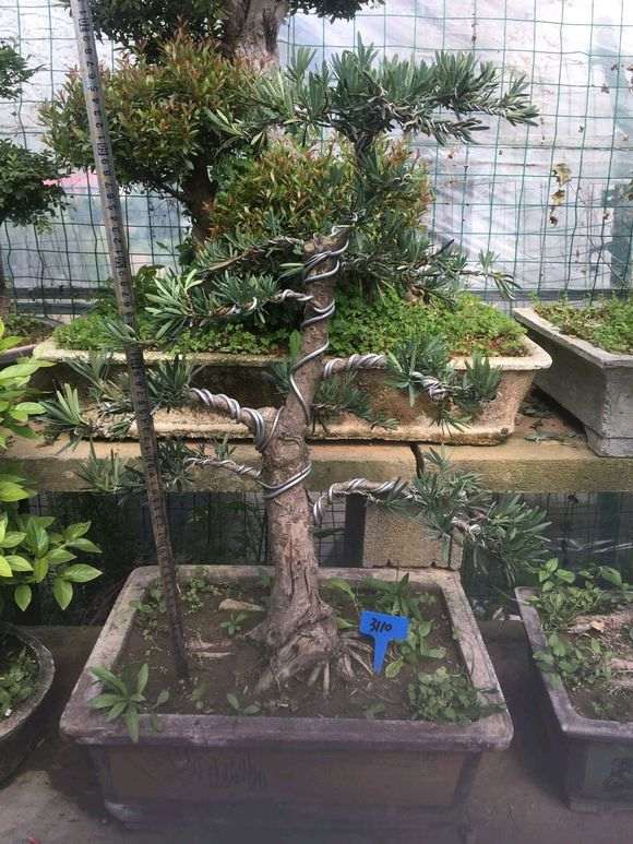 300元价格买的罗汉松盆景 贵么