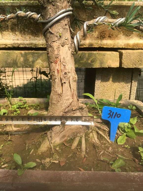 300元价格买的罗汉松盆景 贵么