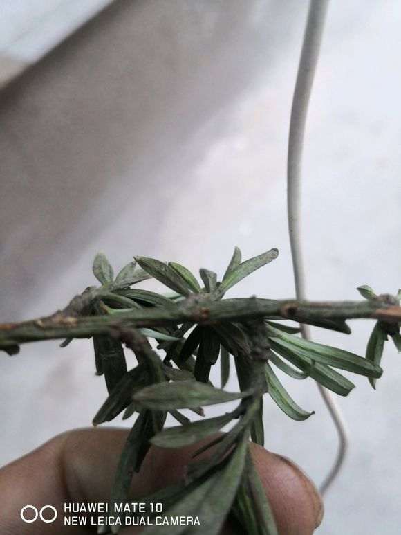 罗汉松盆景成这样了 是冻死了吗?