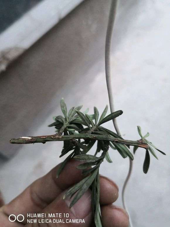 罗汉松盆景成这样了 是冻死了吗?