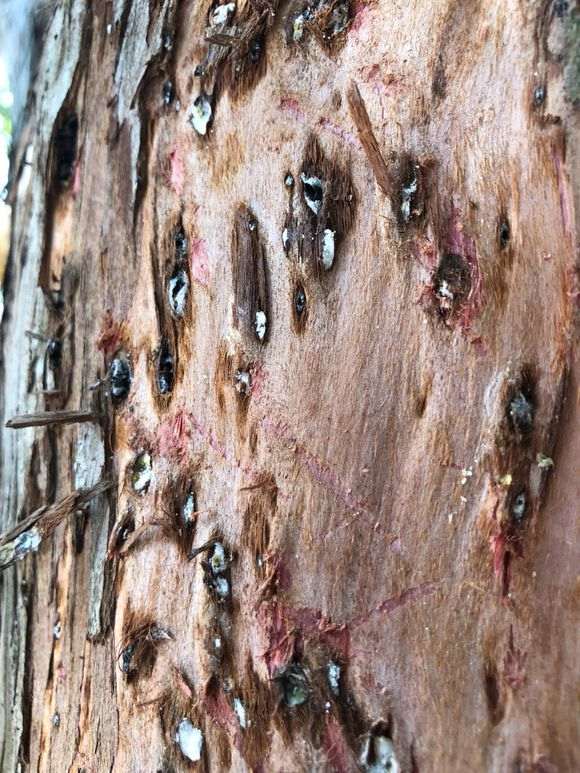 罗汉松盆景长虫了 怎么办