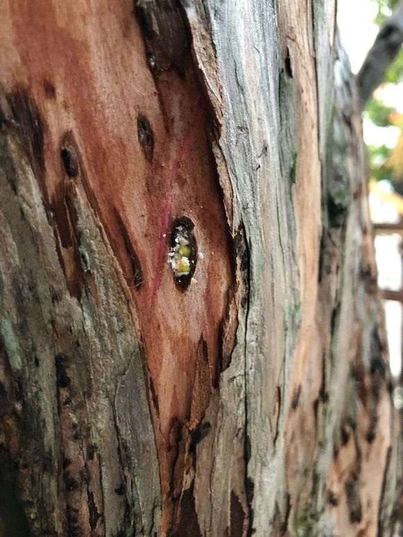 罗汉松盆景长虫了 怎么办