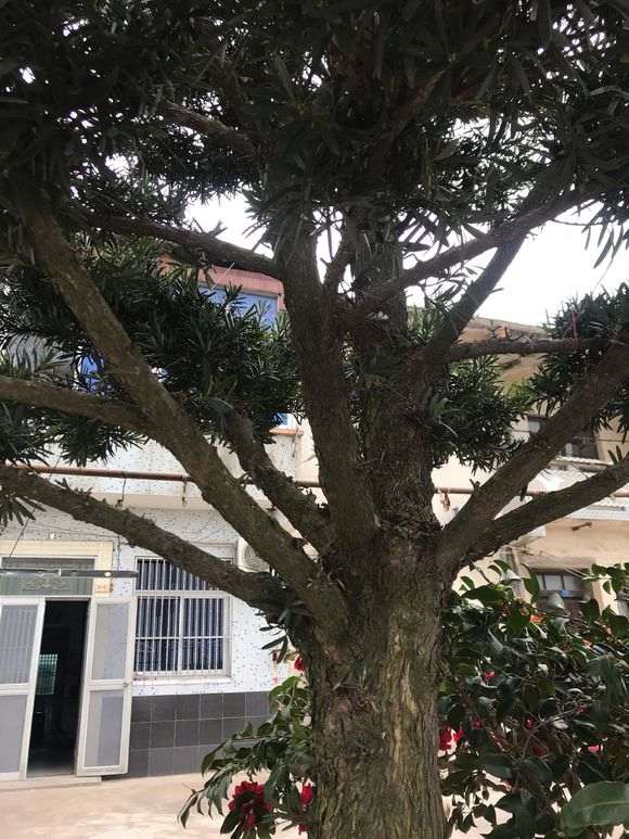 我这颗罗汉松盆景25年了 价值多少钱