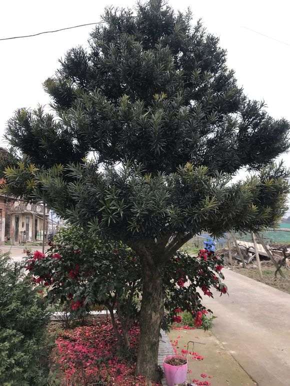 我这颗罗汉松盆景25年了 价值多少钱