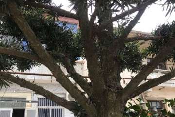 我这颗罗汉松盆景25年了 价值多少钱