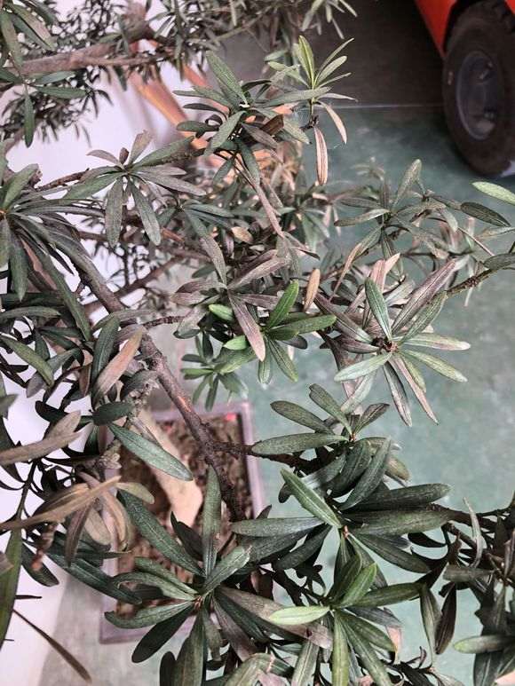 罗汉松盆景上盆没一个星期叶子就开始发枯