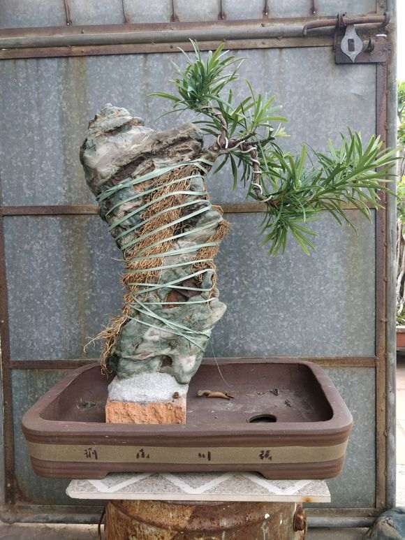 我是怎么制作罗汉松附石盆景的