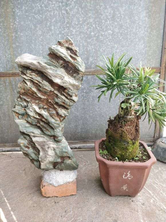 我是怎么制作罗汉松附石盆景的