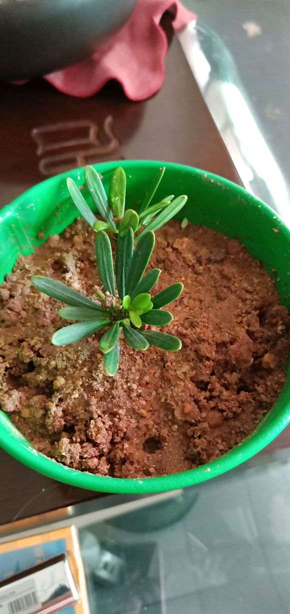 罗汉松盆景扦插40天活了吗