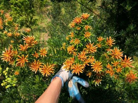 罗汉松盆景爆芽 太厉害了