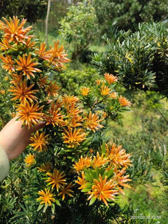 罗汉松盆景爆芽 太厉害了