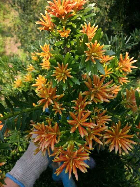 罗汉松盆景爆芽 太厉害了