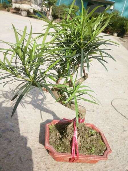 罗汉松盆景好养吗