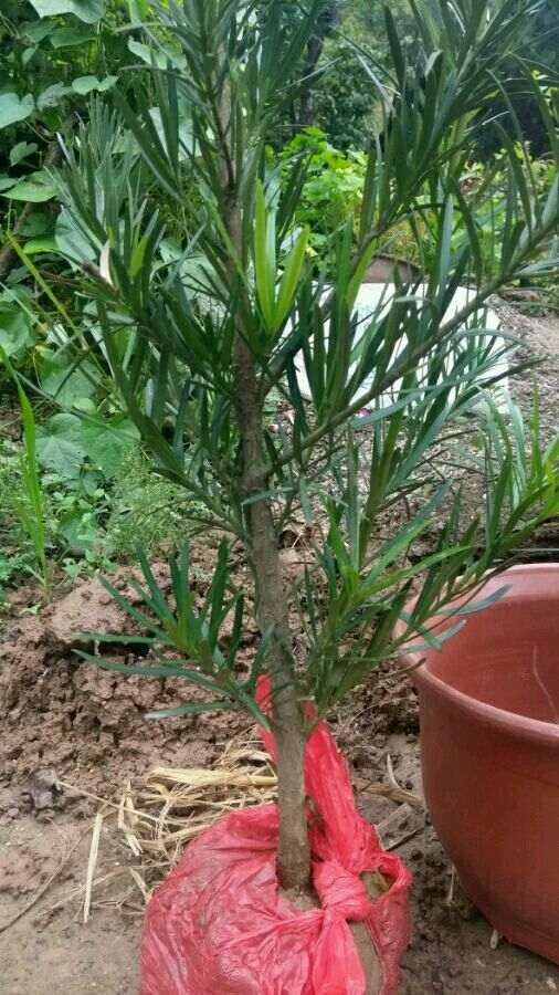 罗汉松盆景好养吗