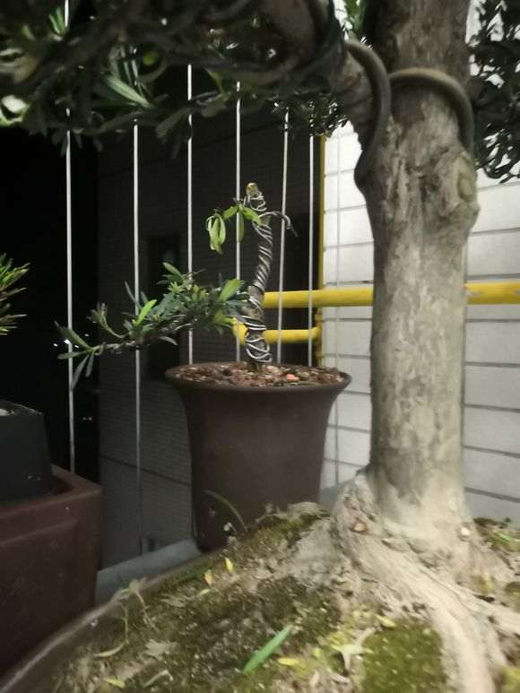 我的罗汉松盆景怎么了 叶子这么少