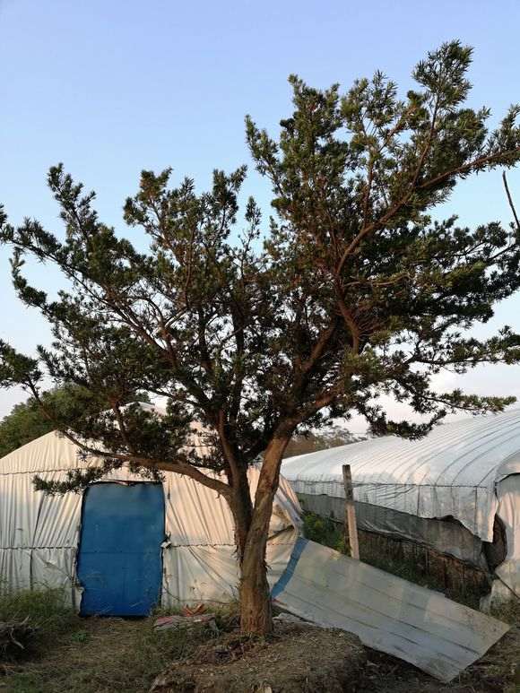 罗汉松盆景用什么土壤种最好