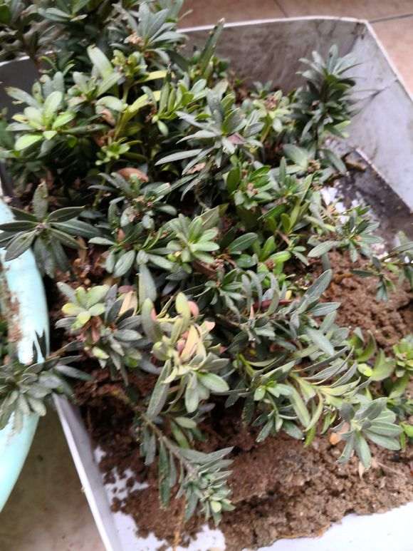 罗汉松盆景插扦有什么技巧吗