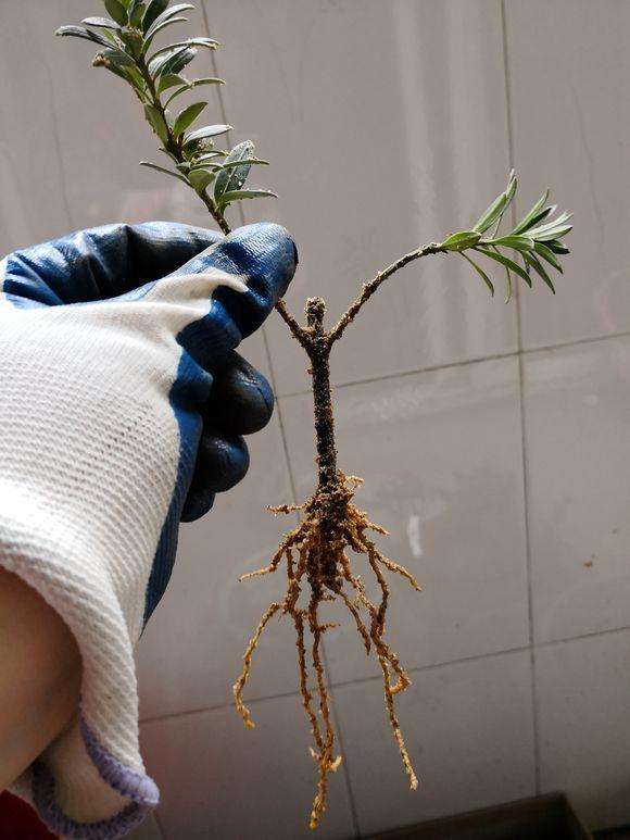 罗汉松盆景插扦有什么技巧吗