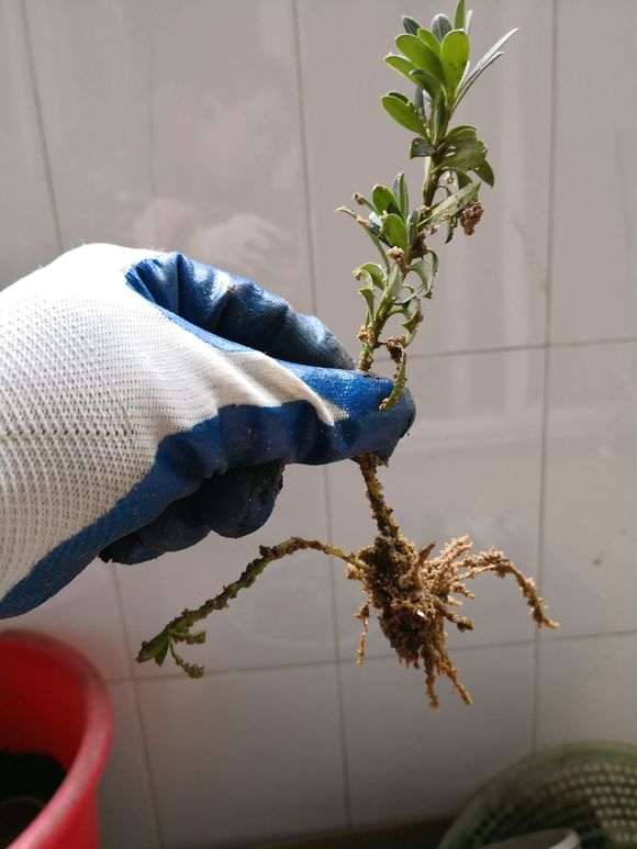 罗汉松盆景插扦有什么技巧吗