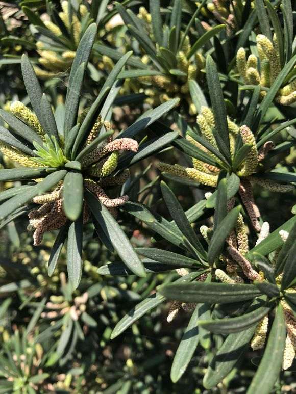 罗汉松盆景去年都发叶