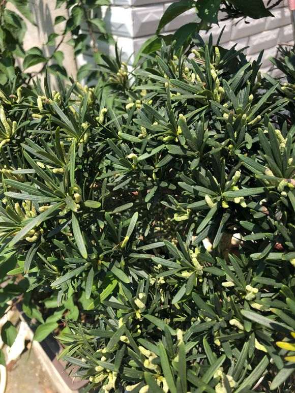 罗汉松盆景去年都发叶