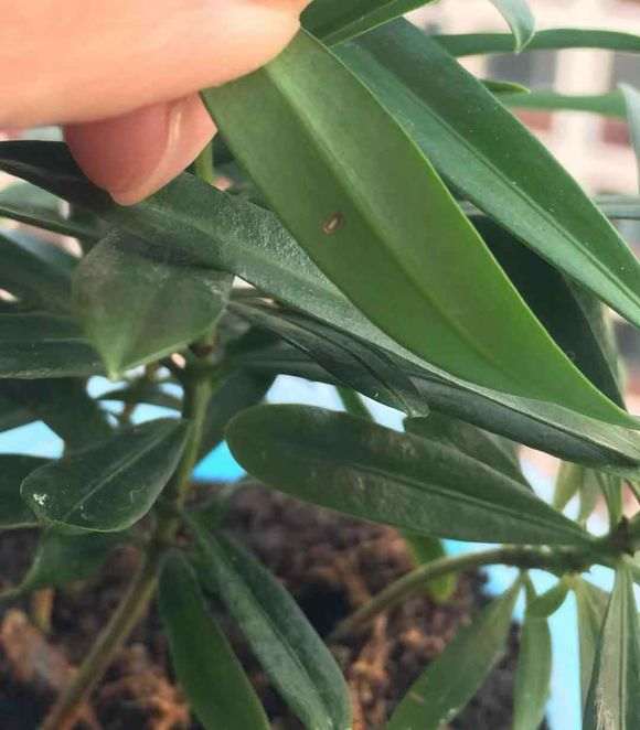 罗汉松盆景叶子上出现斑点发黄怎么办