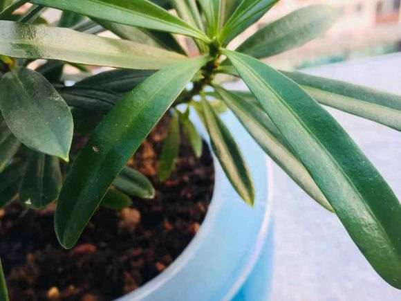 罗汉松盆景叶子上出现斑点发黄怎么办