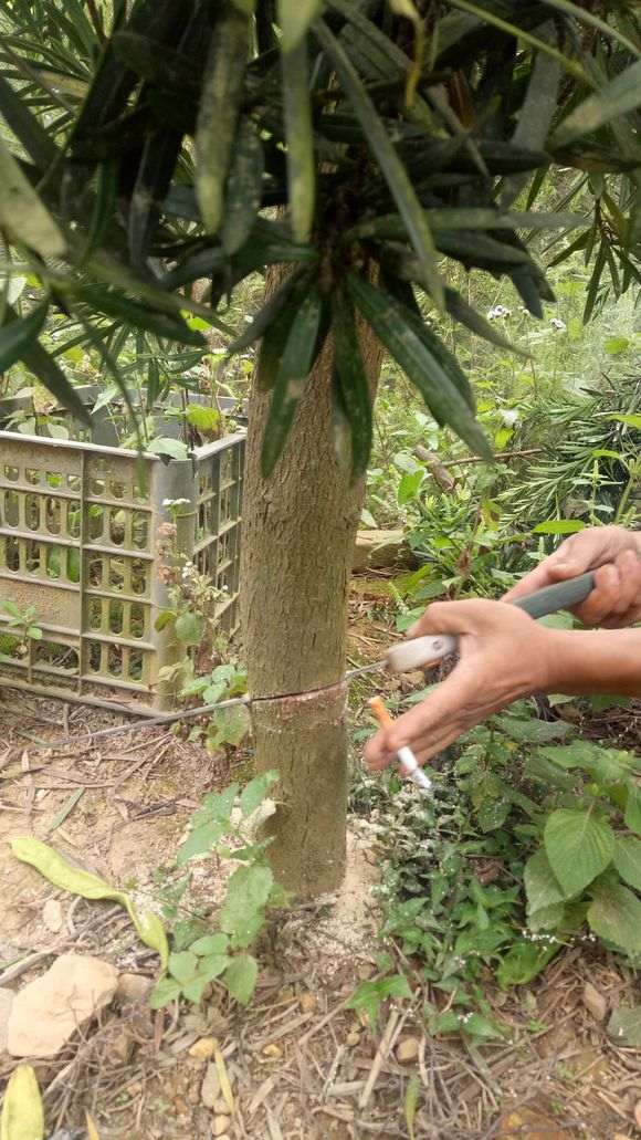 图解 秋季罗汉松盆景怎么拿弯的方法