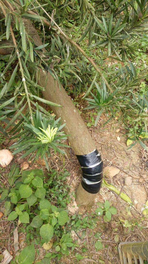 图解 秋季罗汉松盆景怎么拿弯的方法