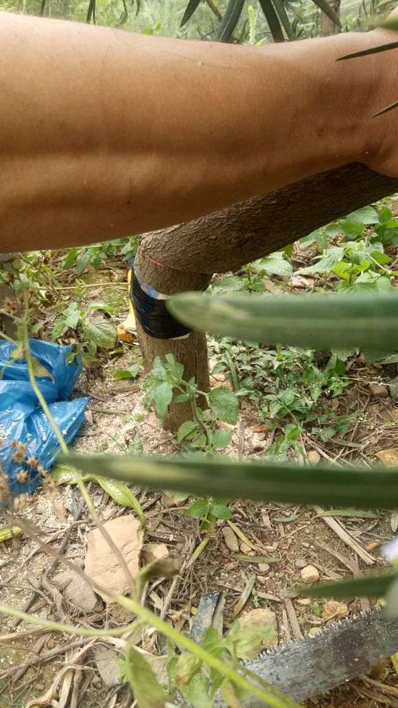 图解 秋季罗汉松盆景怎么拿弯的方法