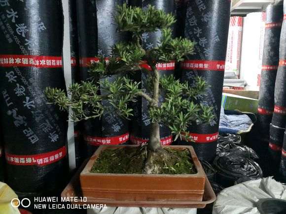 罗汉松盆景叶子干了会冻死吗