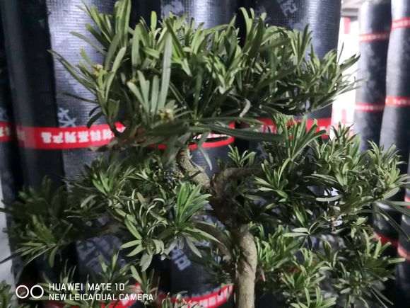 罗汉松盆景叶子干了会冻死吗