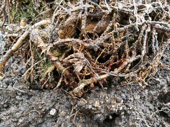 罗汉松盆景根部生了念珠的颗粒